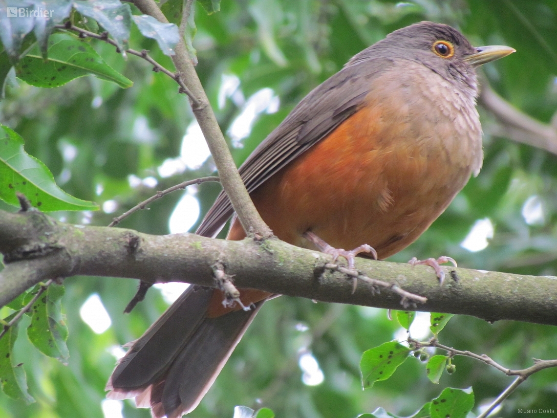 Turdus rufiventris