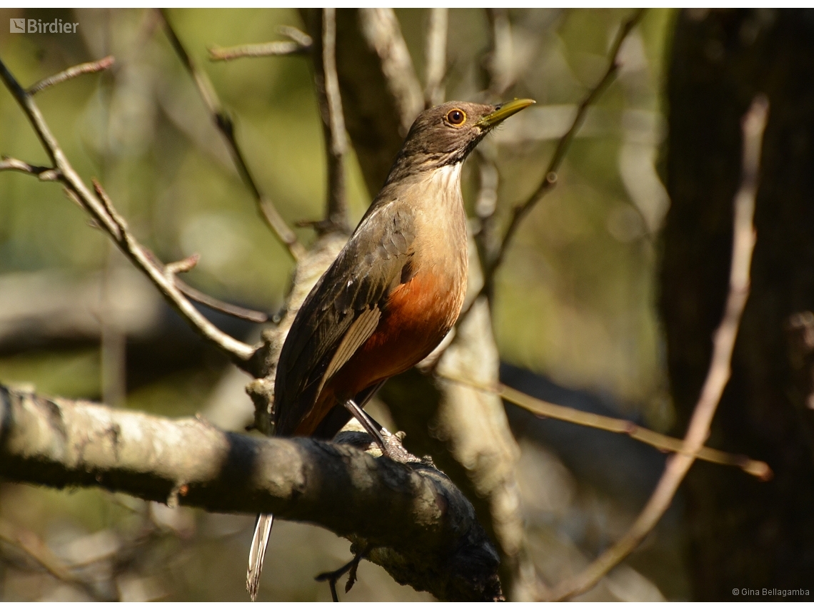 Turdus rufiventris