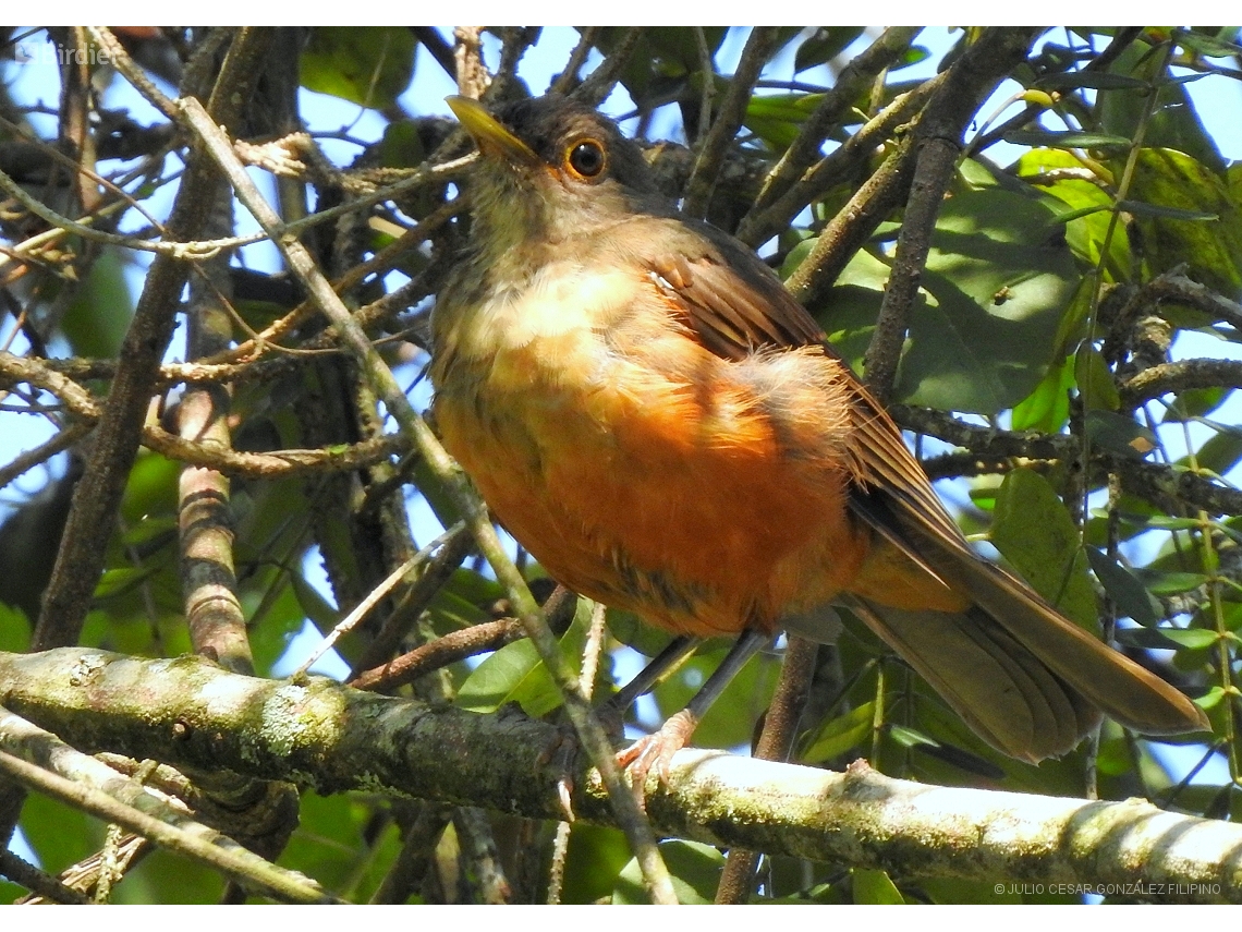 Turdus rufiventris