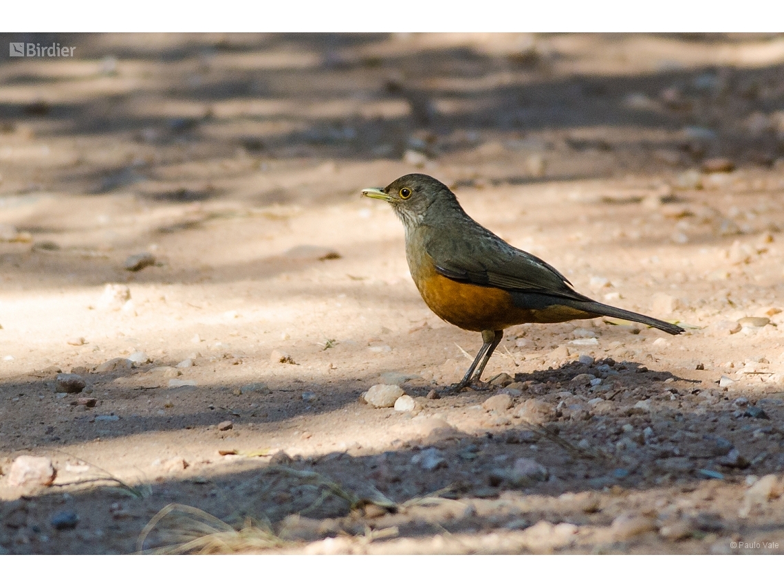 Turdus rufiventris