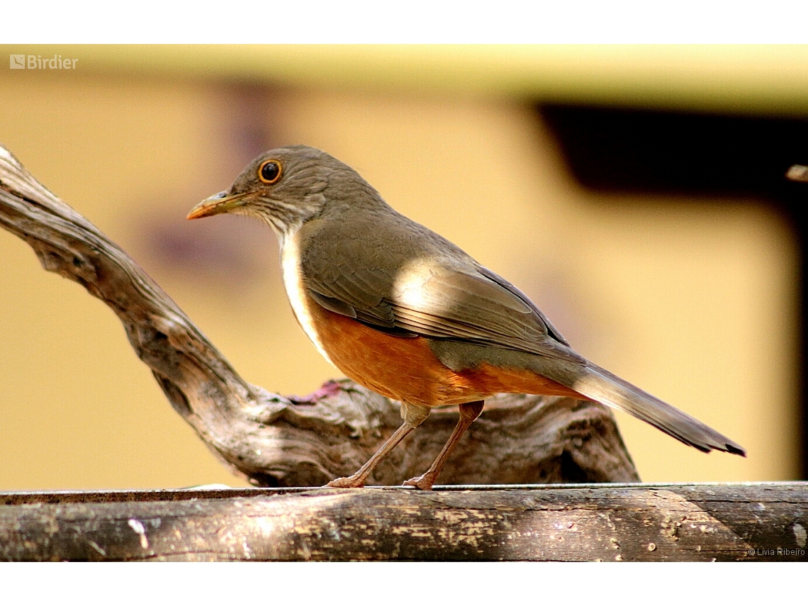 Turdus rufiventris