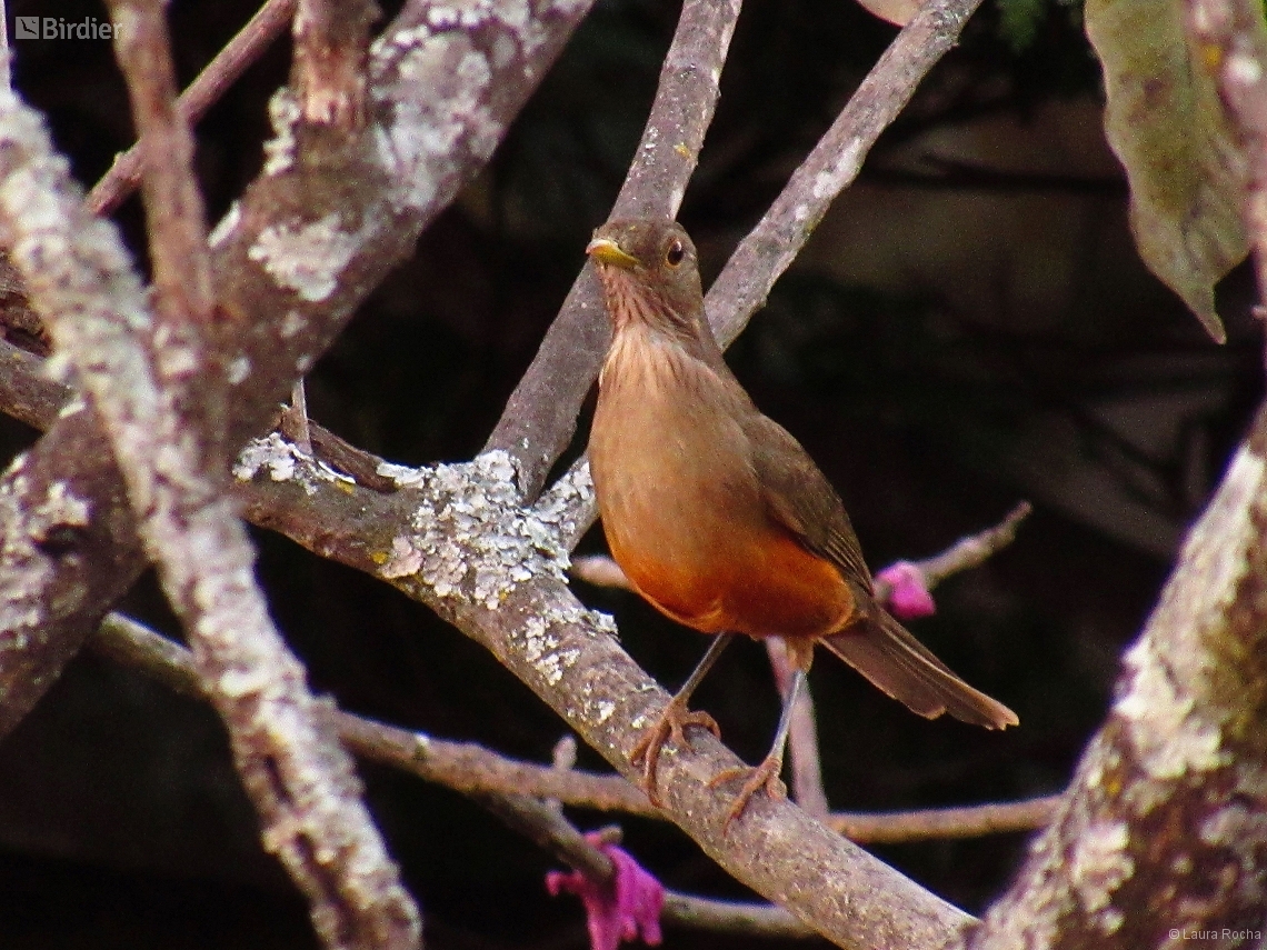 Turdus rufiventris