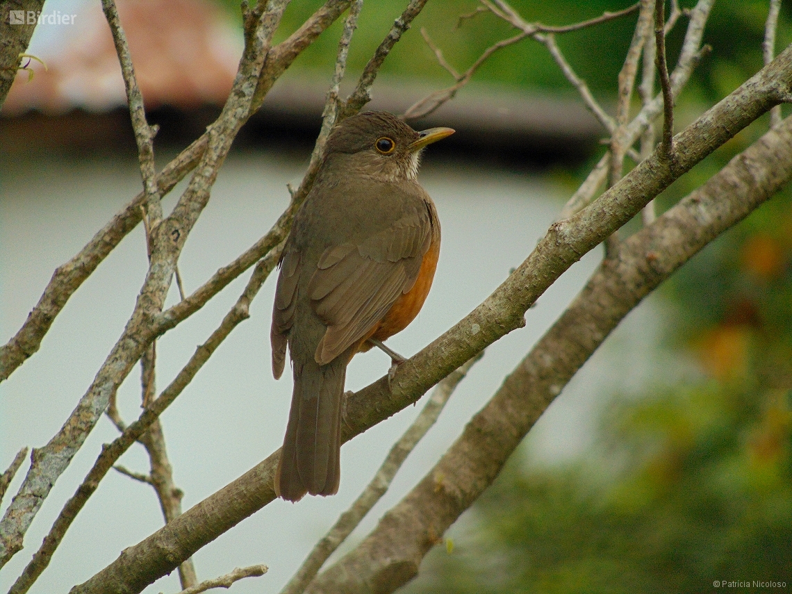 Turdus rufiventris