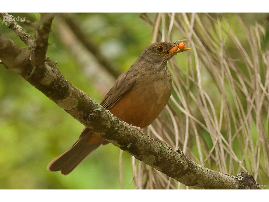 Turdus rufiventris