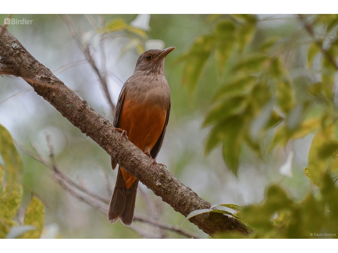 Turdus rufiventris