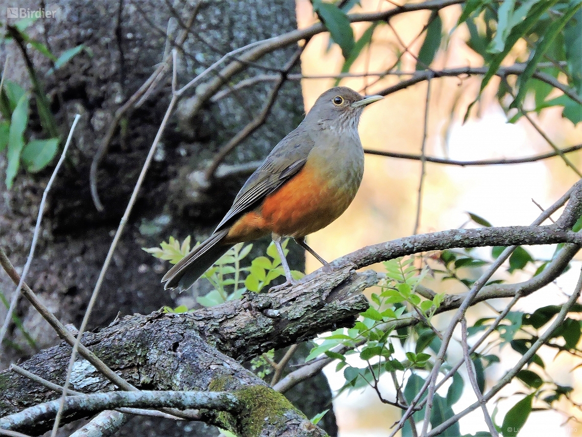 Turdus rufiventris