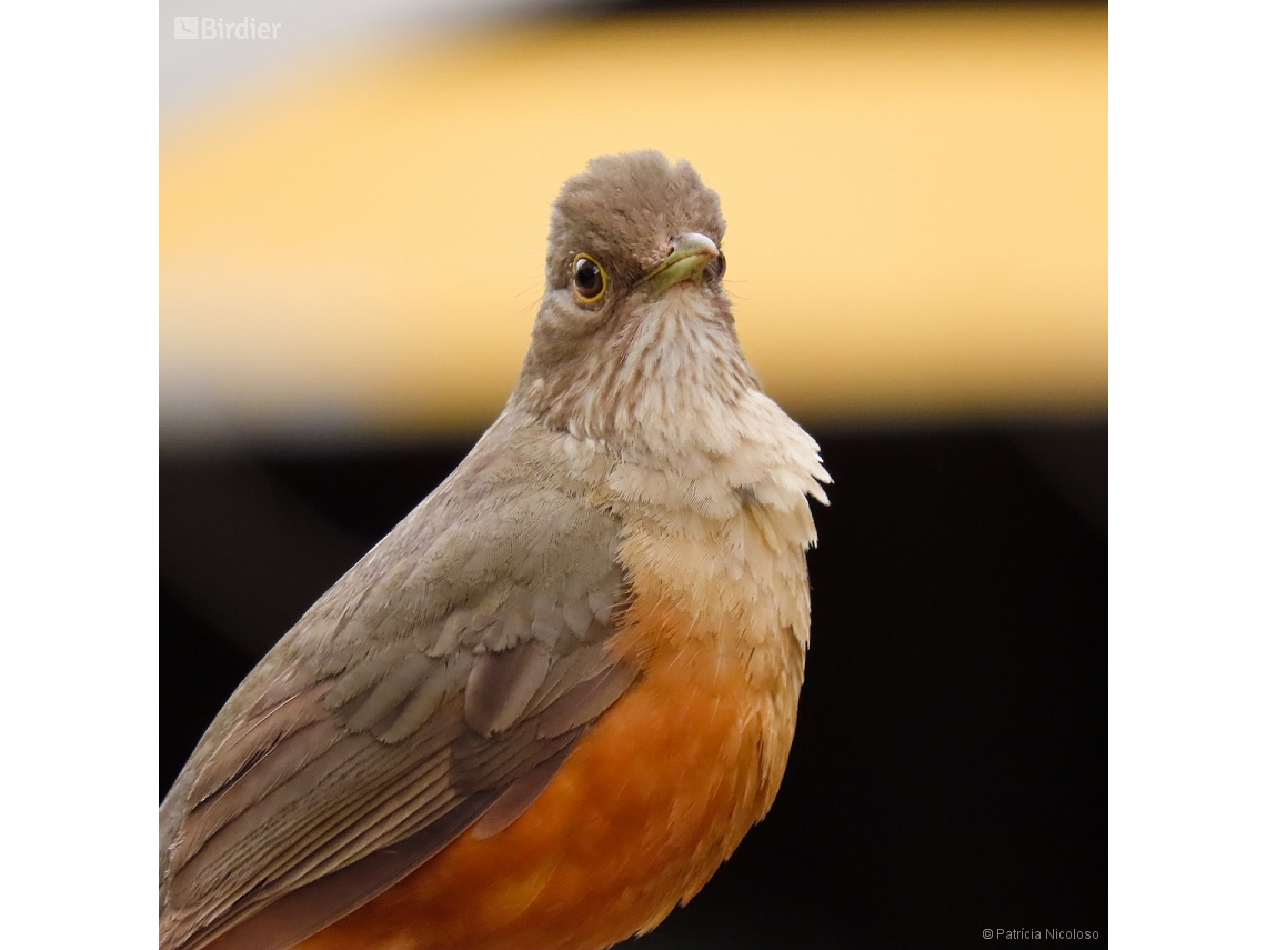 Turdus rufiventris