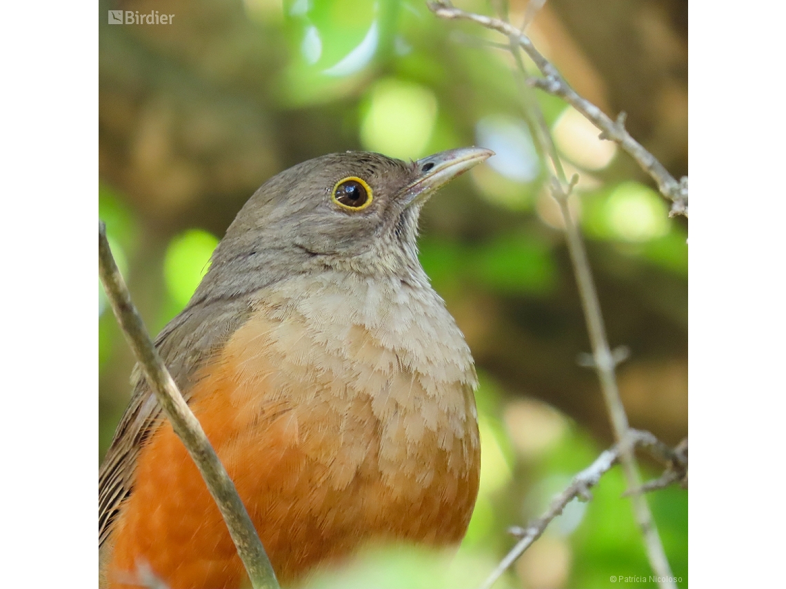 Turdus rufiventris