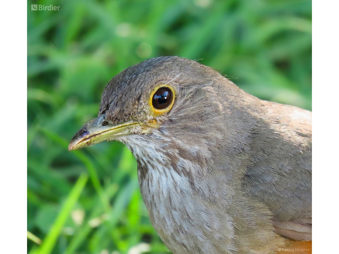 Turdus rufiventris