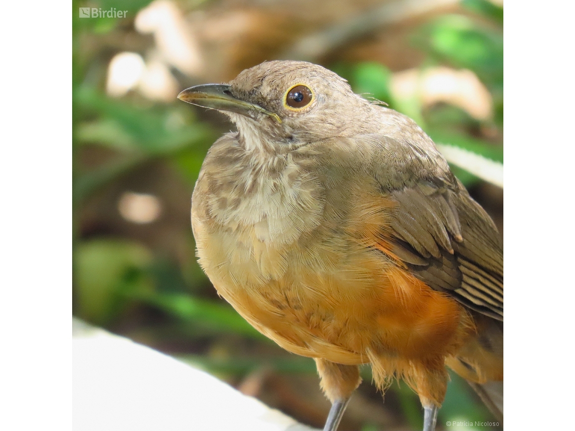 Turdus rufiventris