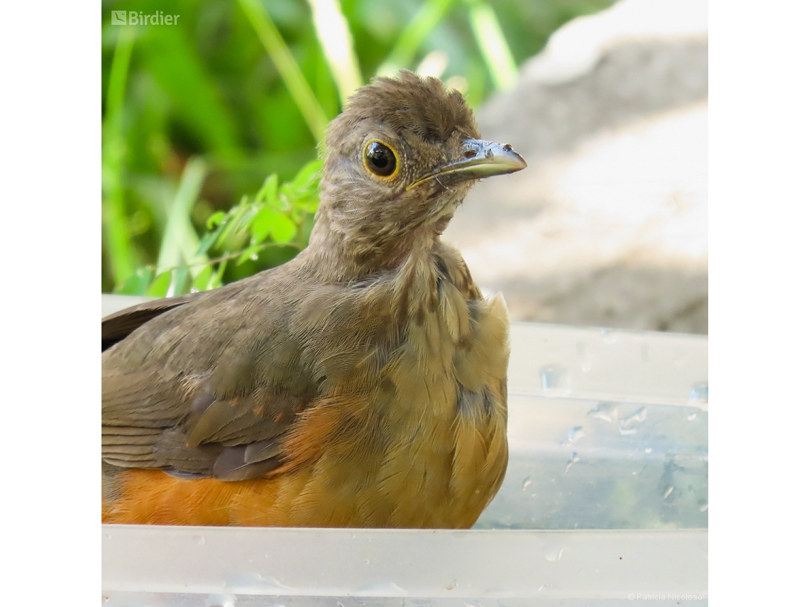 Turdus rufiventris