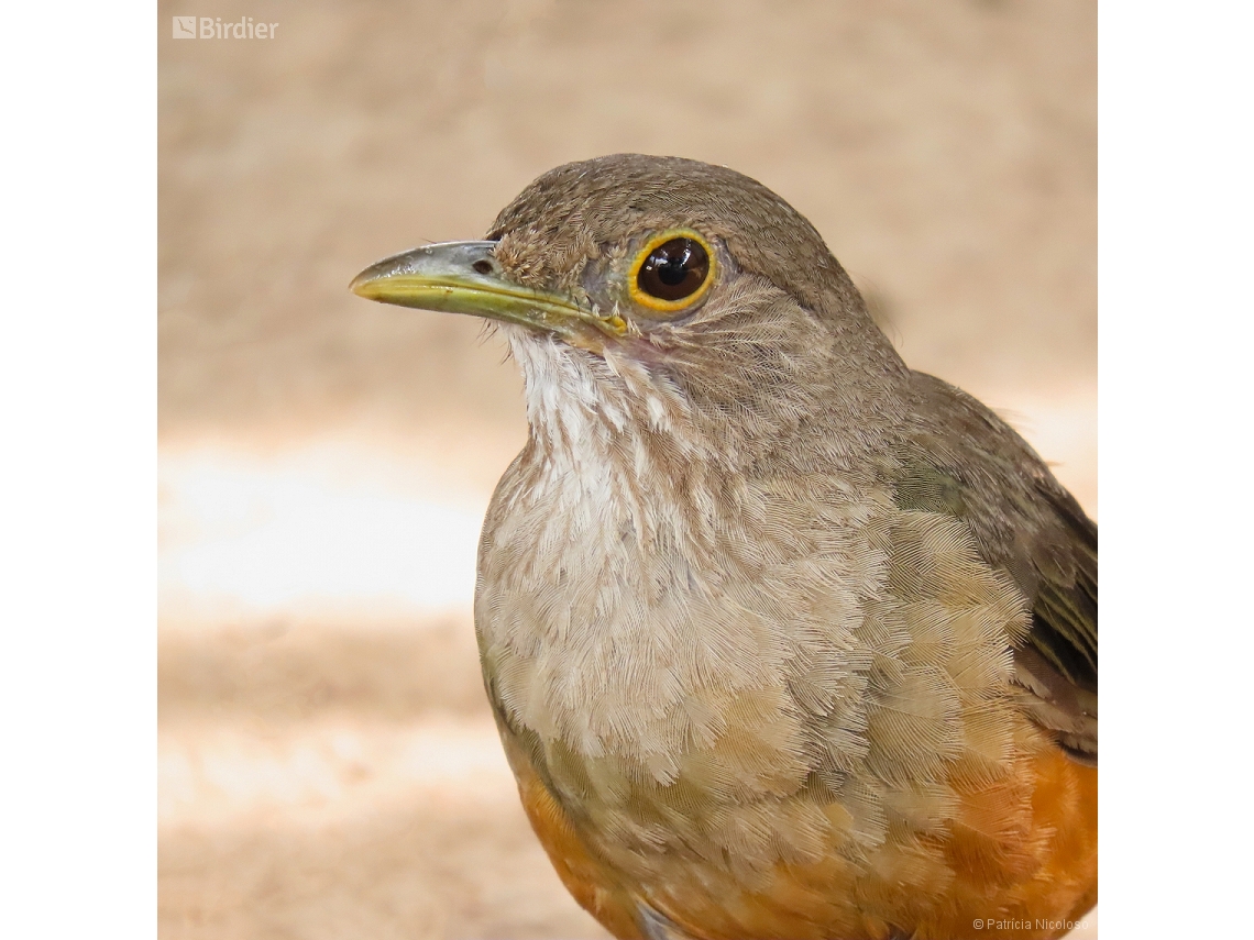 Turdus rufiventris