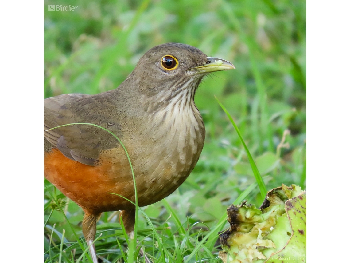 Turdus rufiventris