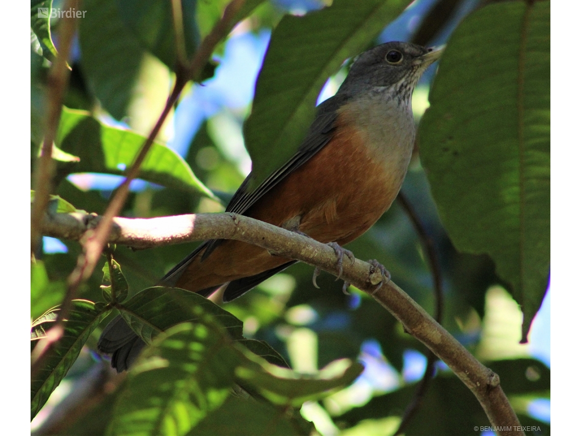 Turdus rufiventris