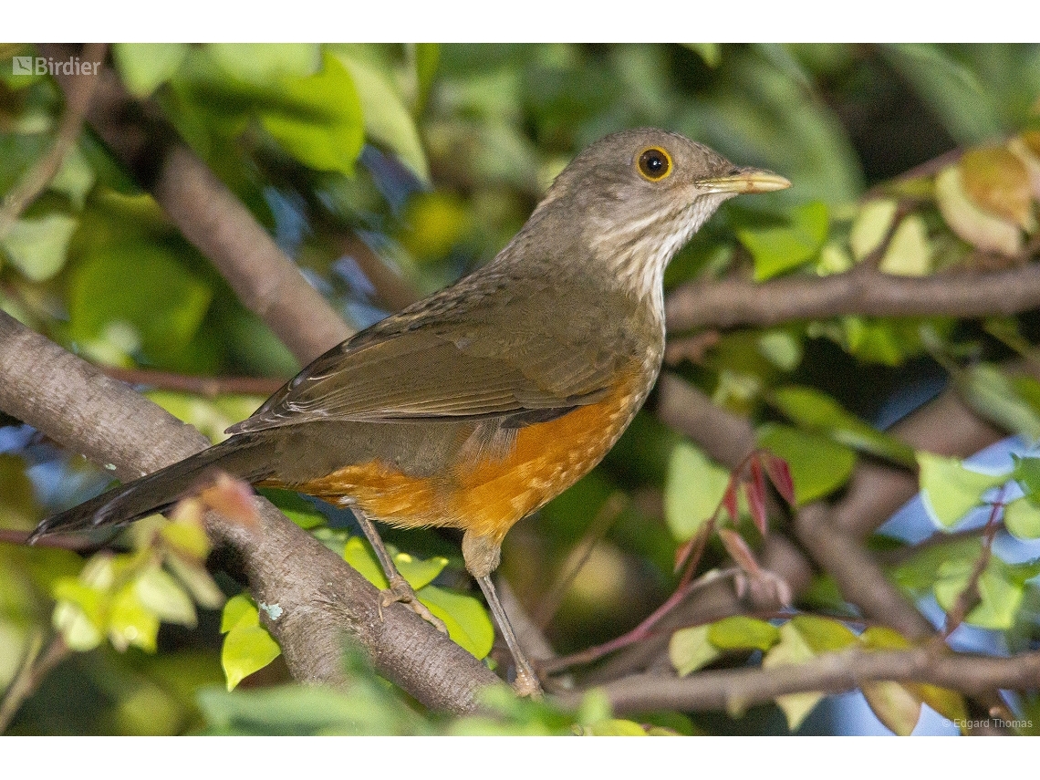 Turdus rufiventris