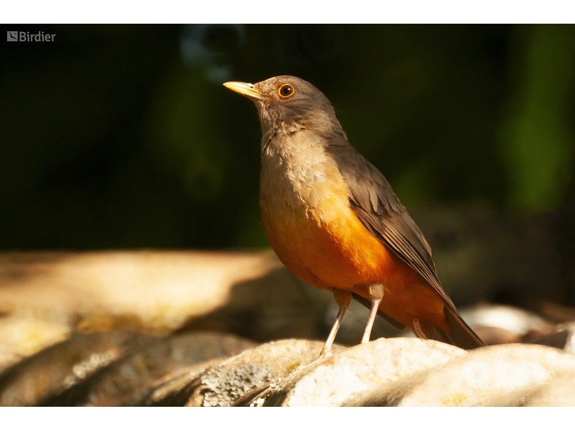 Turdus rufiventris
