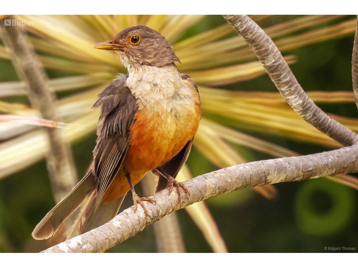 Turdus rufiventris