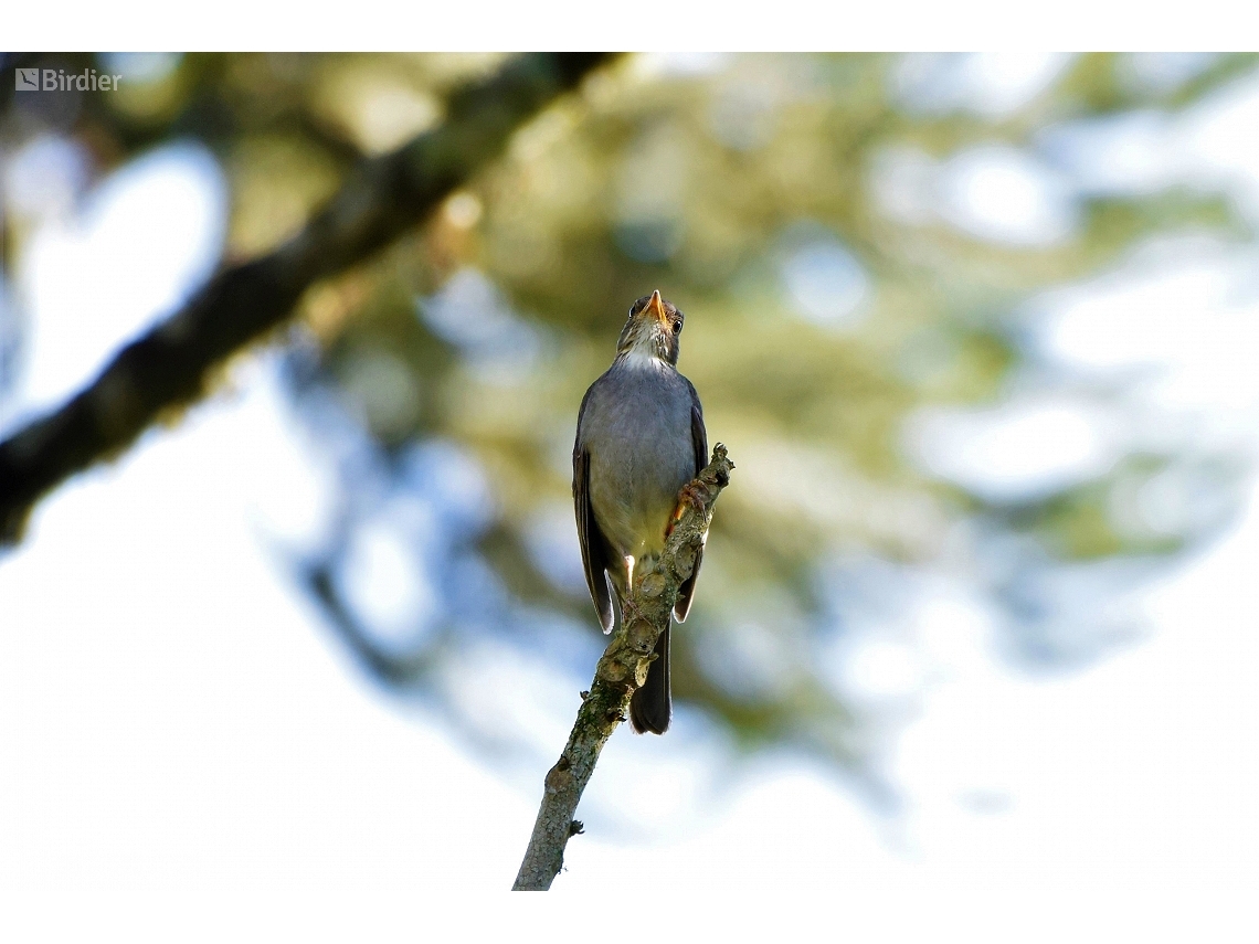 Turdus subalaris
