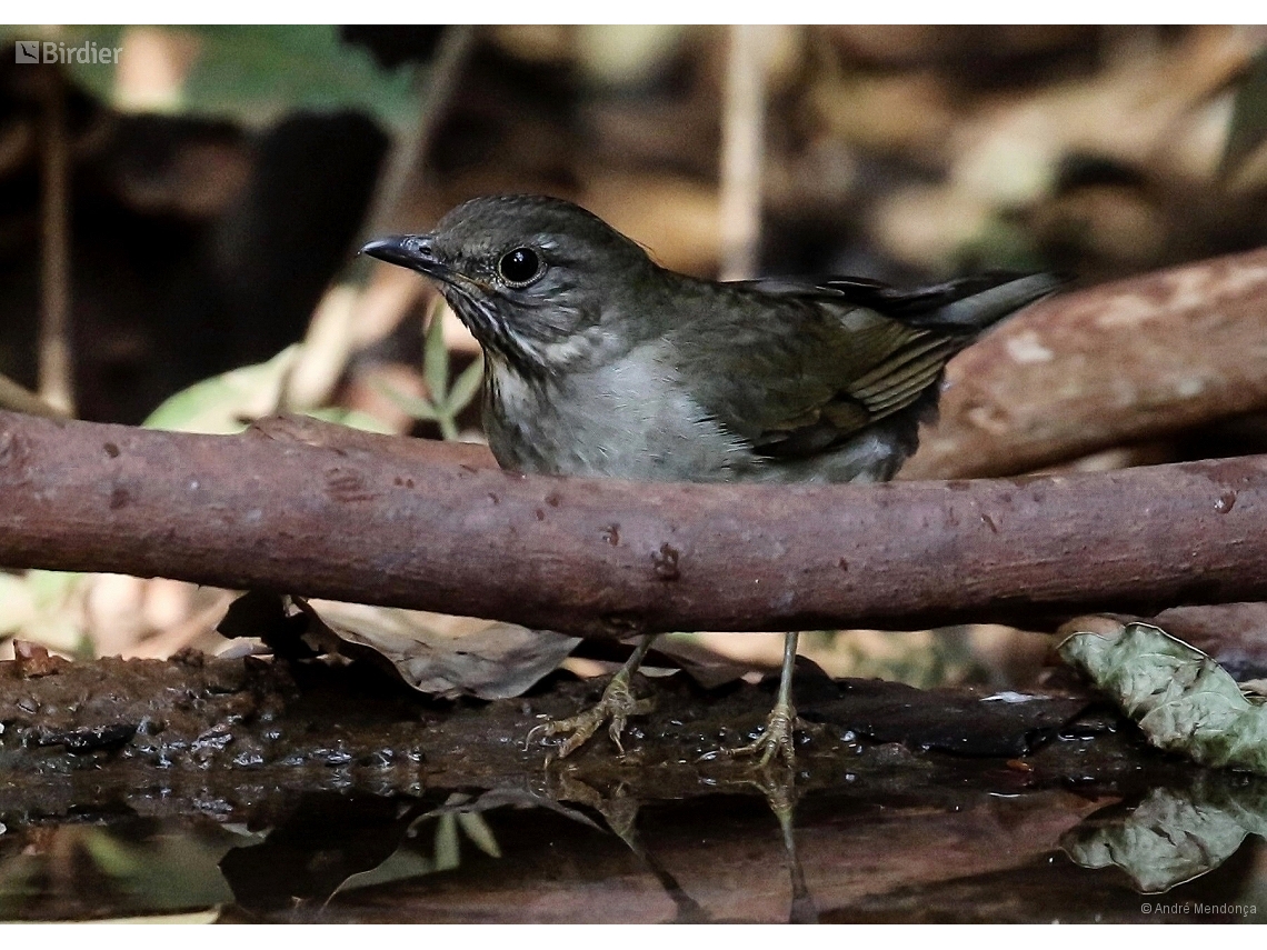 Turdus subalaris