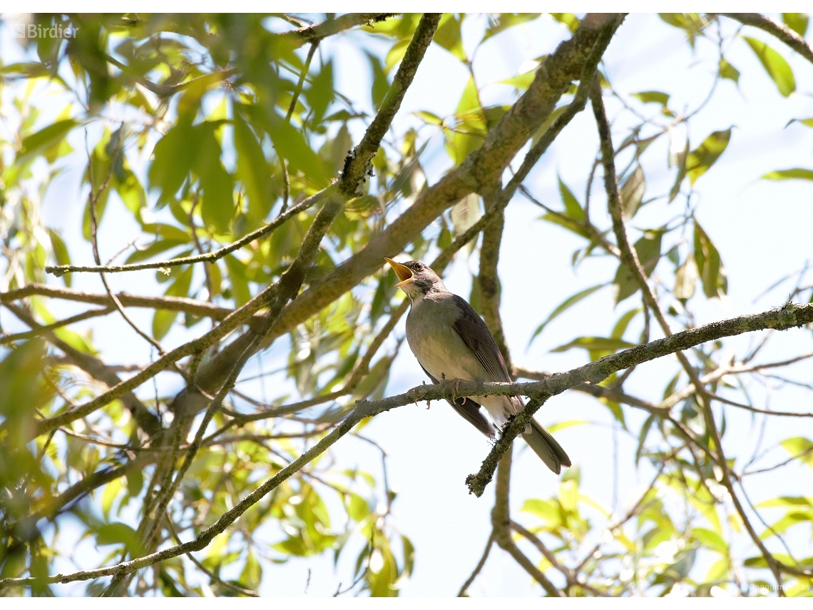 Turdus subalaris