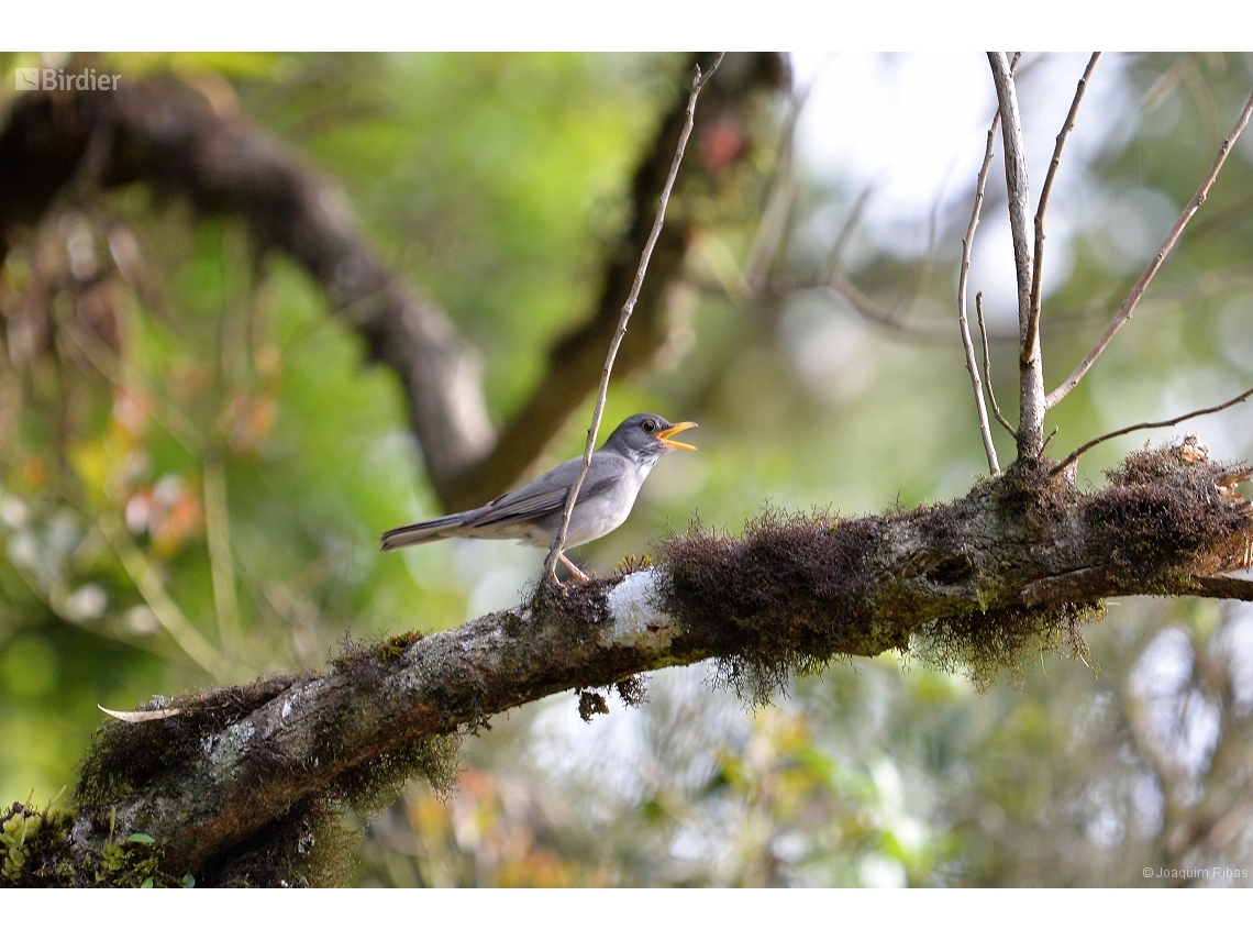 Turdus subalaris