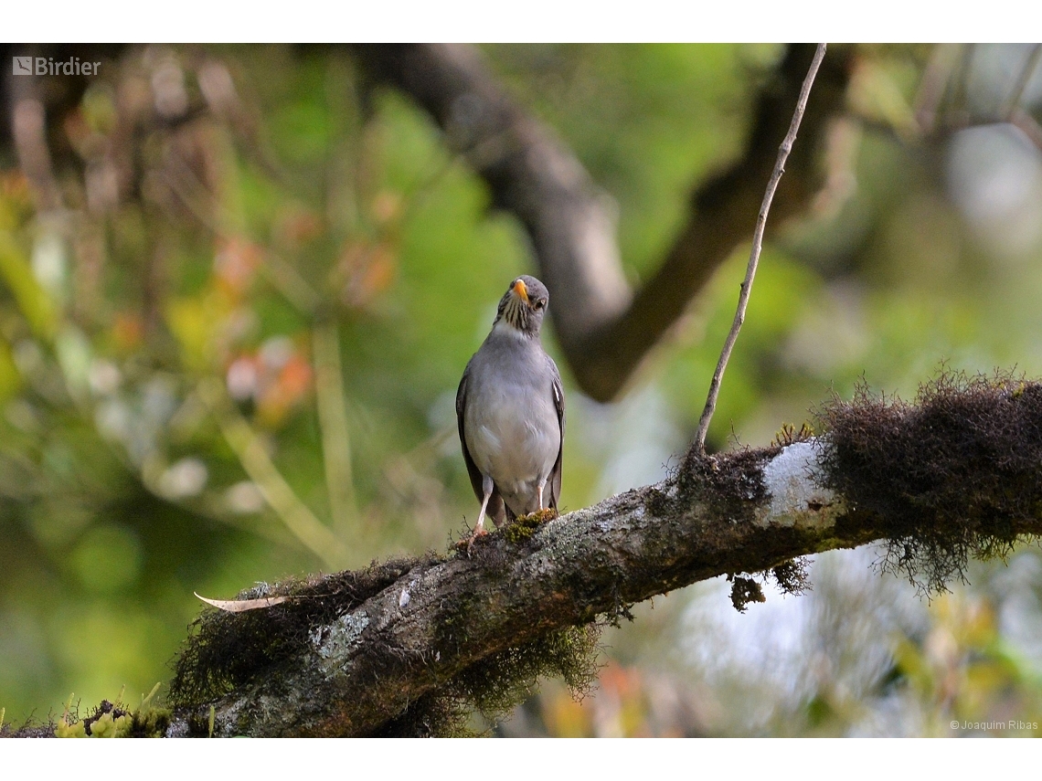 Turdus subalaris