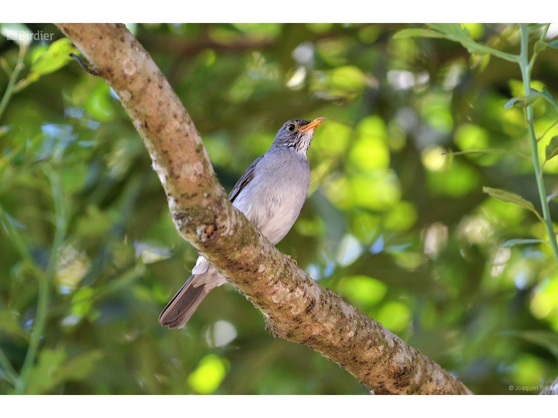 Turdus subalaris