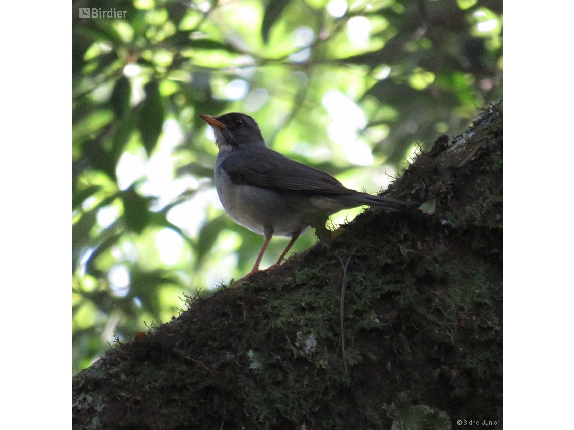 Turdus subalaris