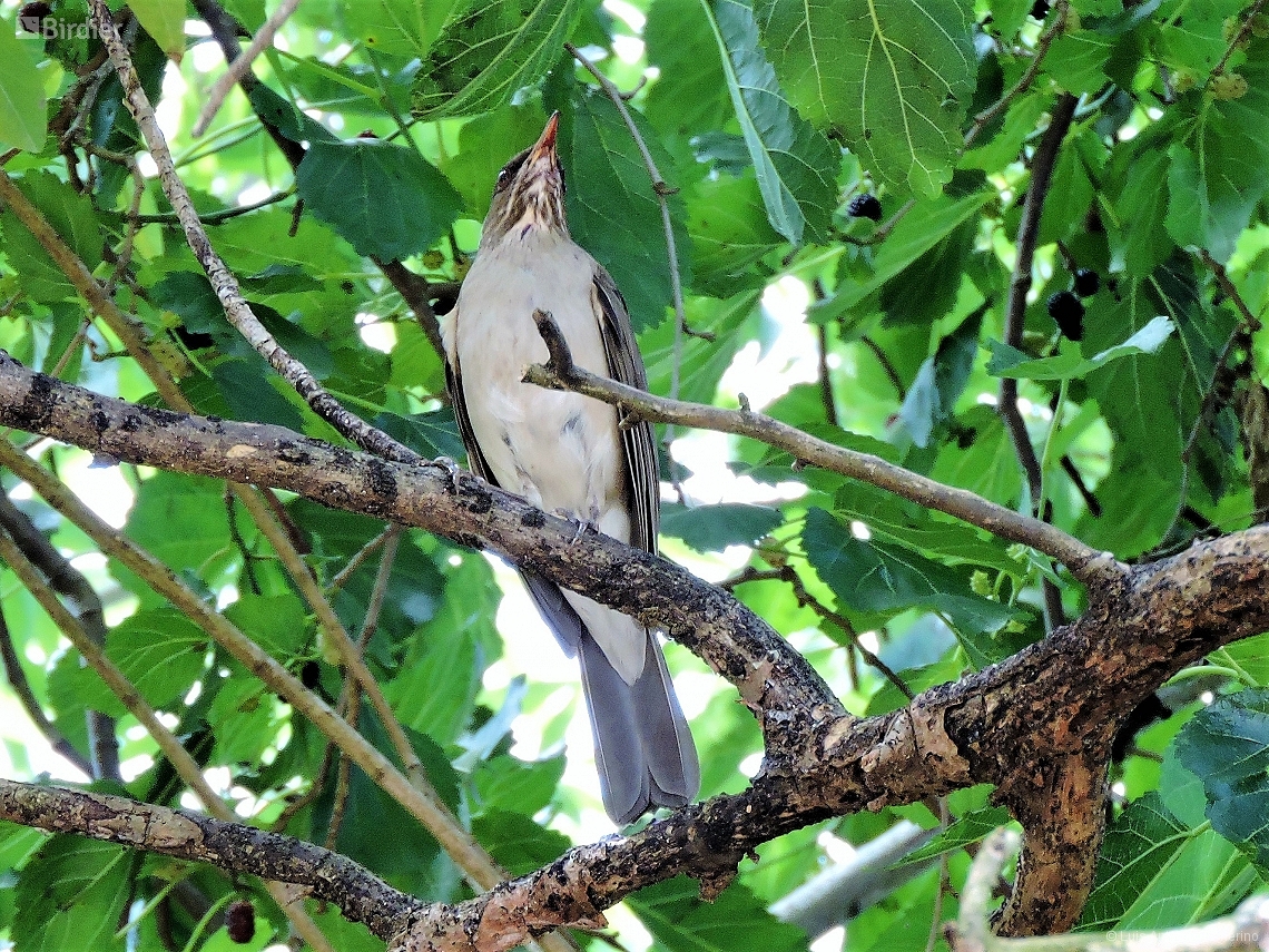 Turdus subalaris