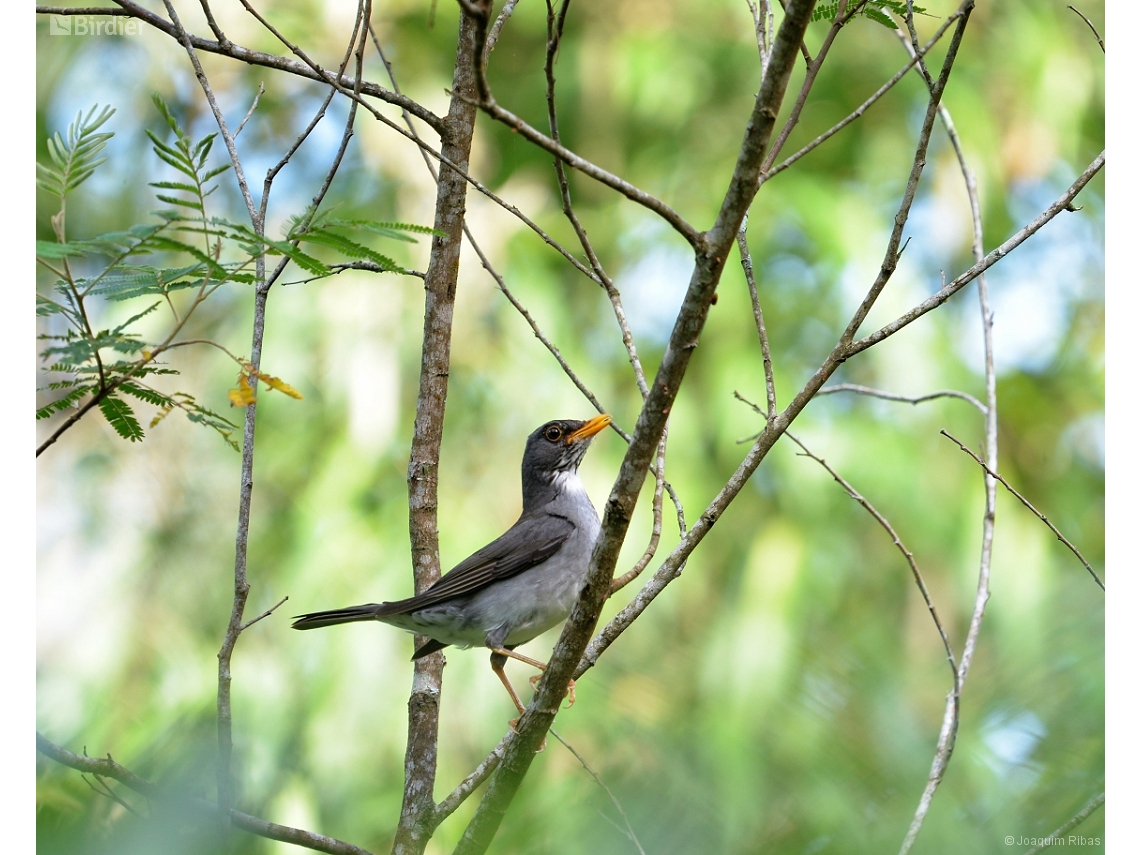 Turdus subalaris