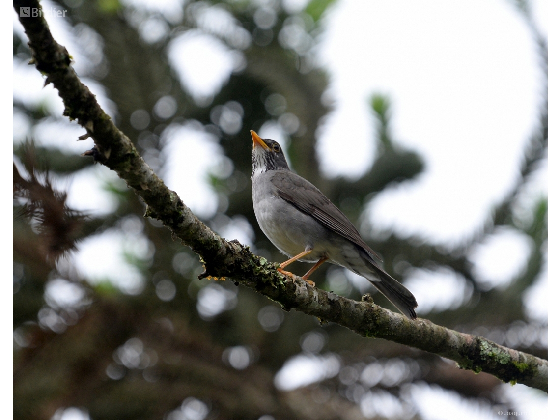 Turdus subalaris