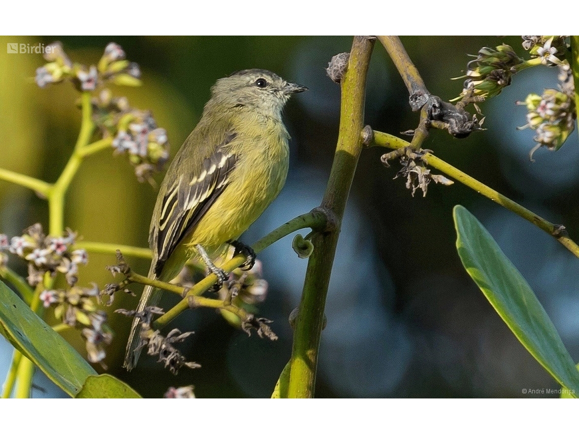 Tyrannulus elatus
