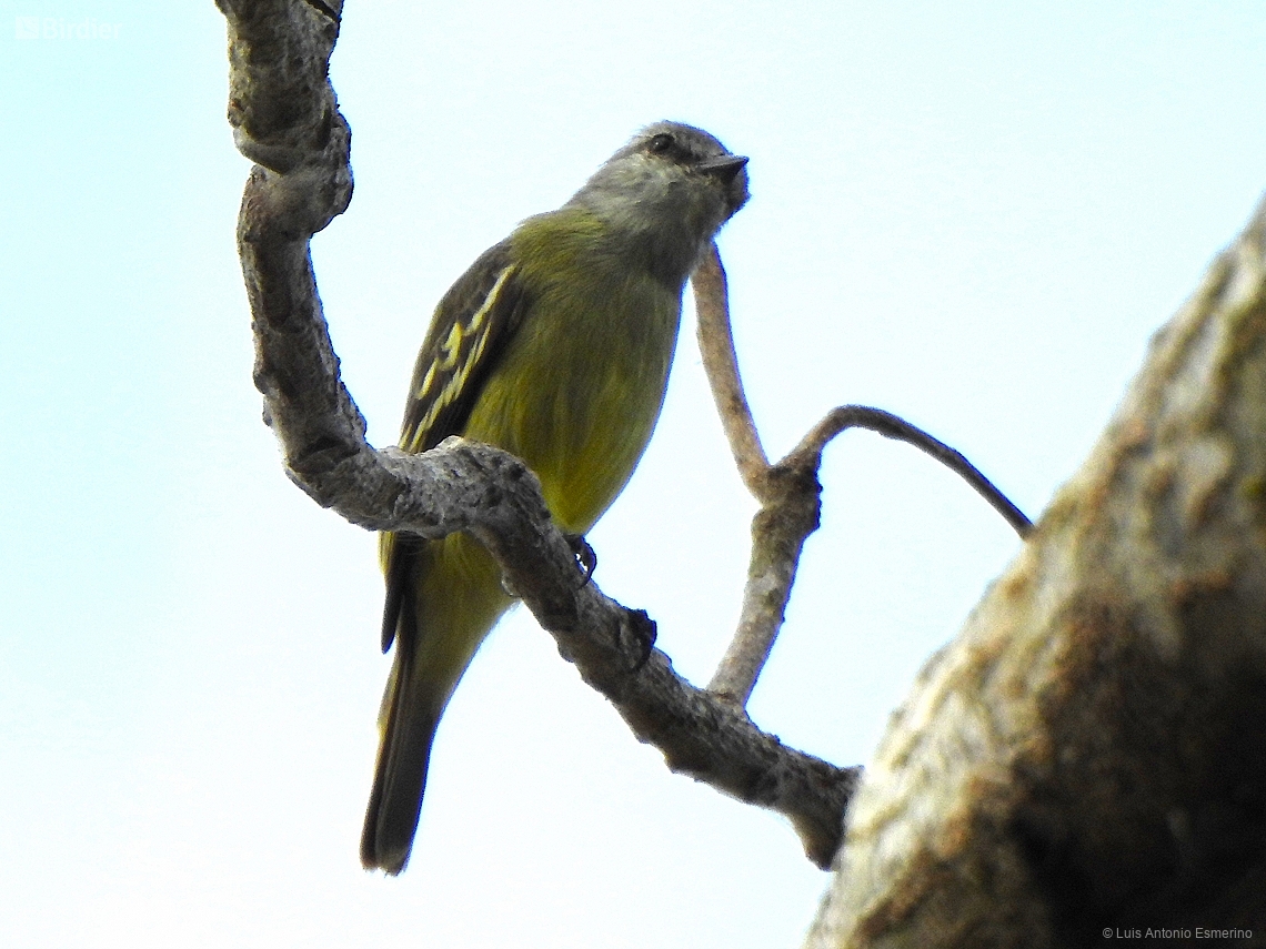Tyrannulus elatus