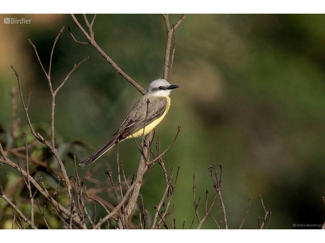 Tyrannus albogularis