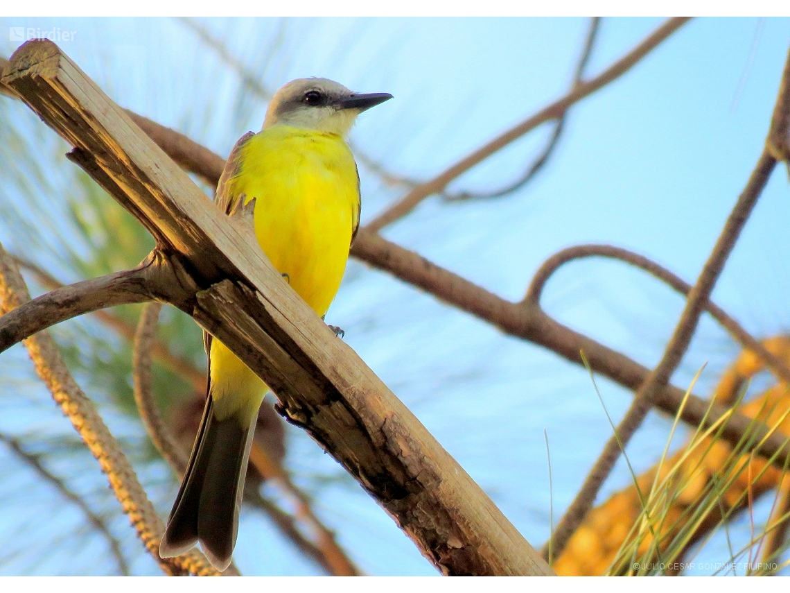 Tyrannus albogularis