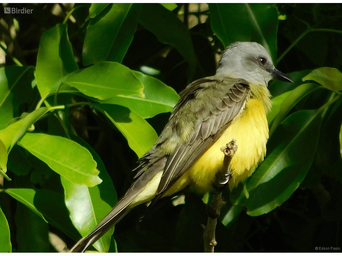 Tyrannus melancholicus