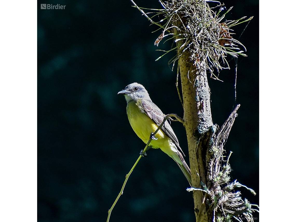 Tyrannus melancholicus