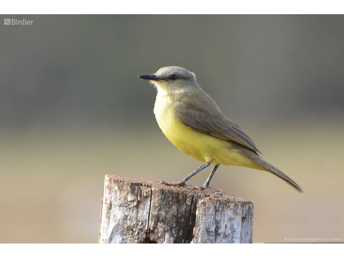 Machetornis rixosa