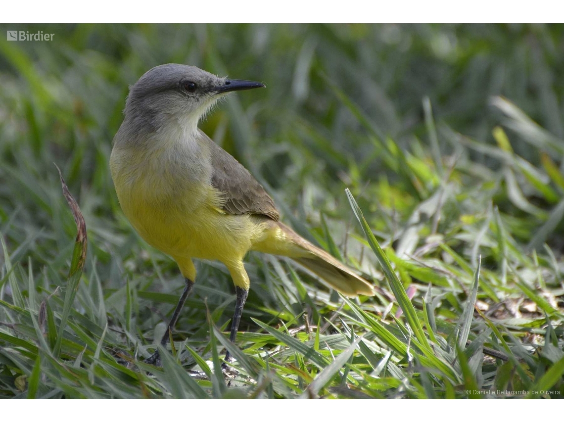 Machetornis rixosa