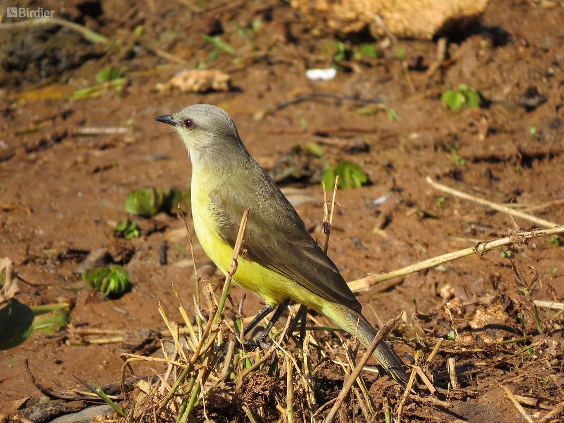 Tyrannus melancholicus