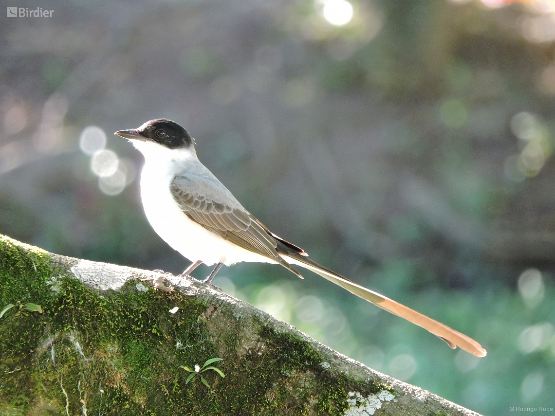 Tyrannus savana
