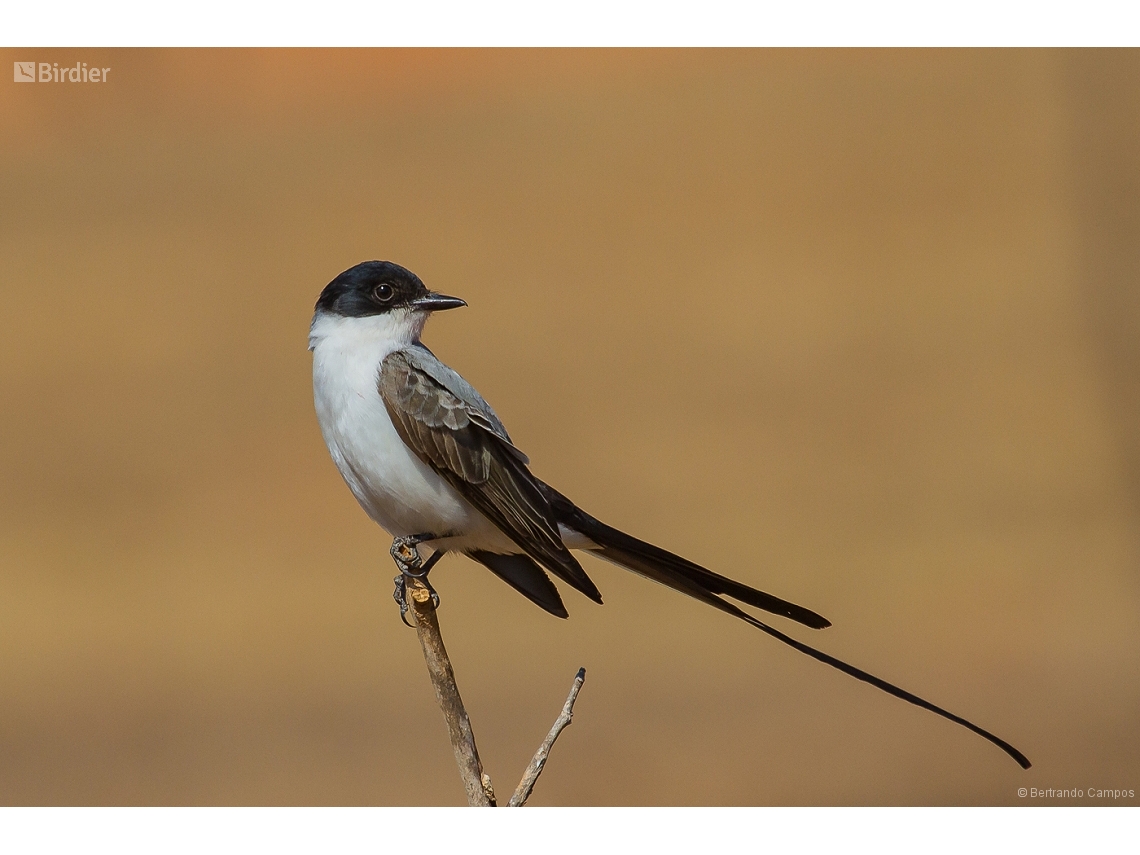 Tyrannus savana