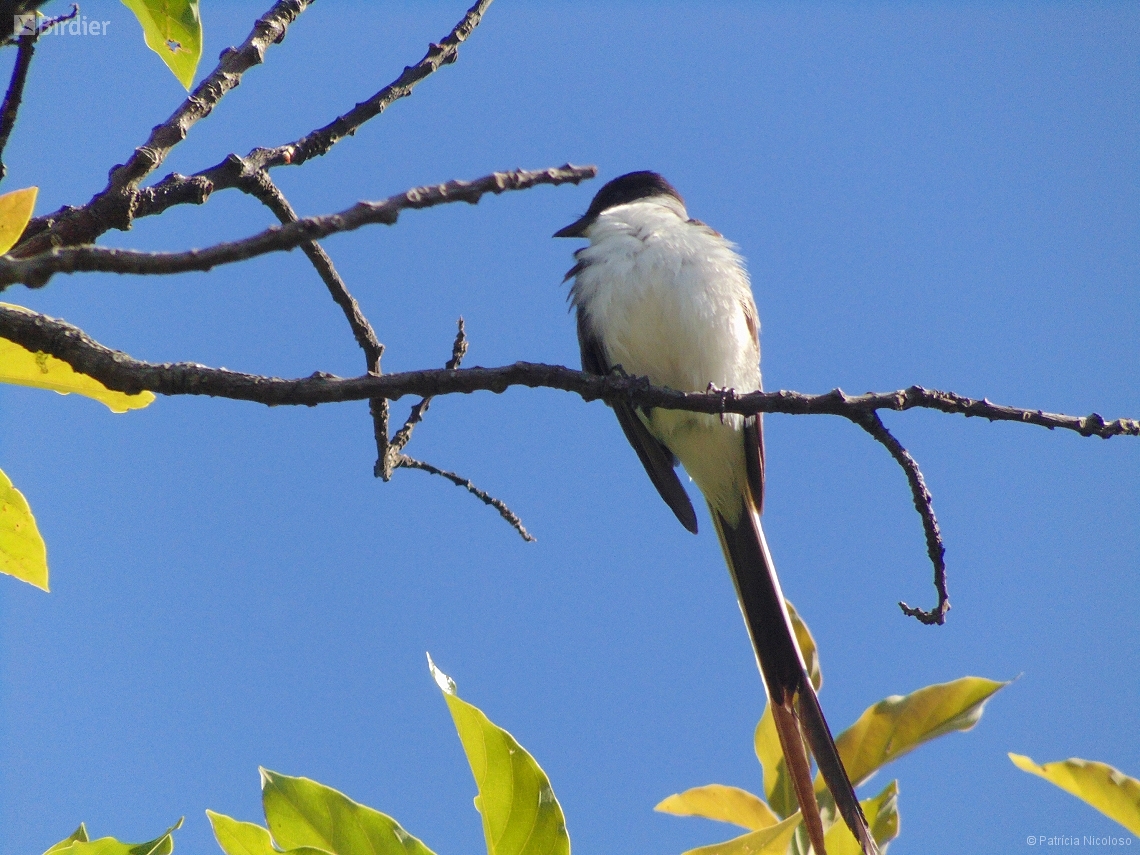 Tyrannus savana