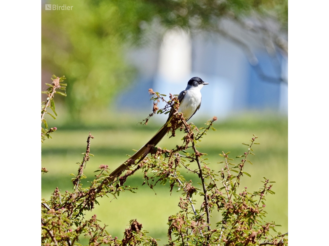 Tyrannus savana