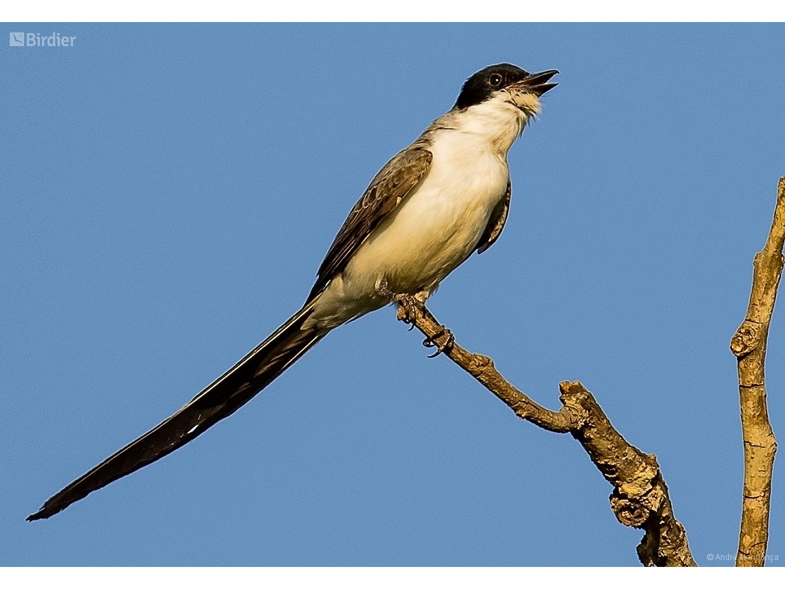 Tyrannus savana