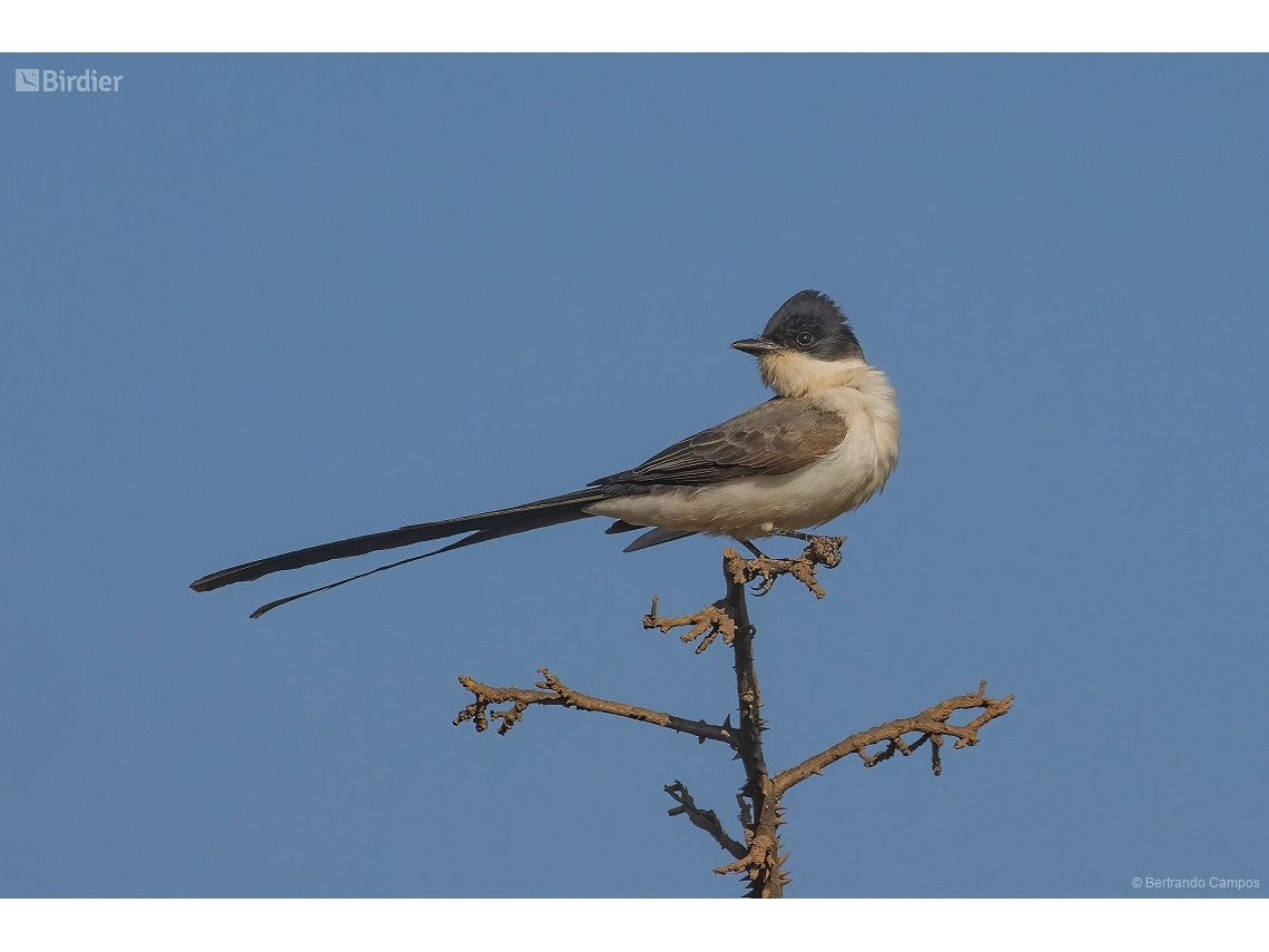 Tyrannus savana