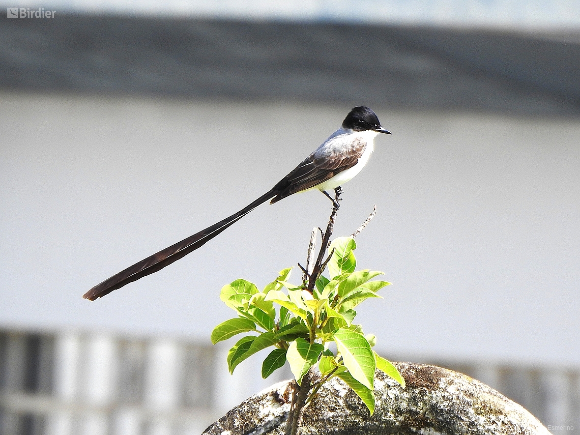 Tyrannus savana
