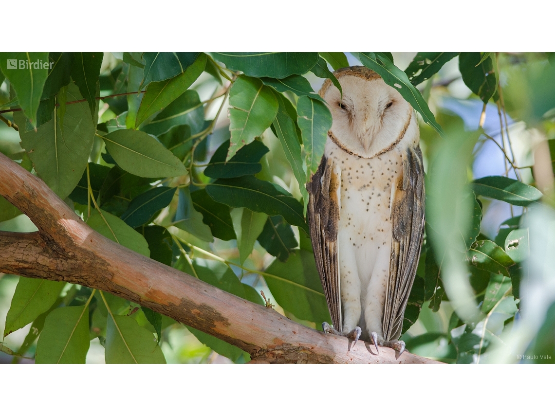 Tyto furcata
