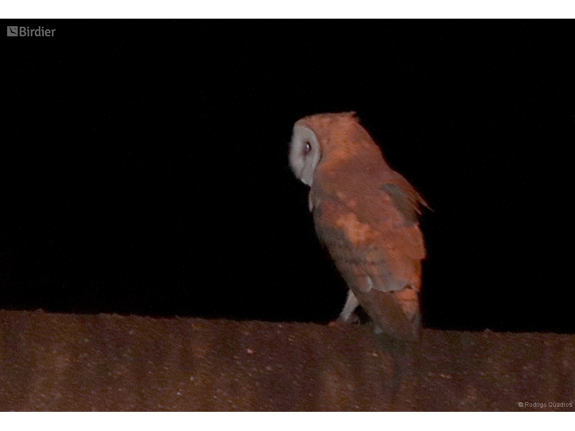 Tyto furcata