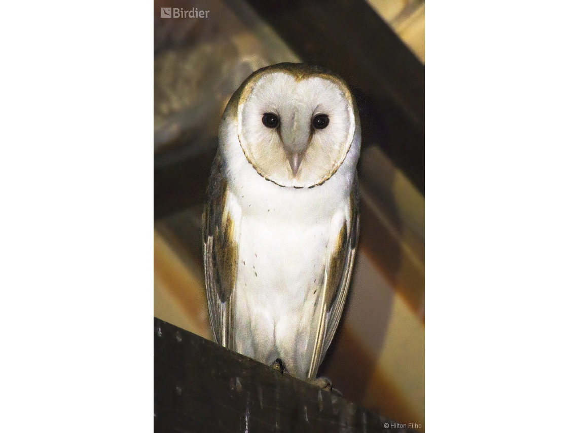 Tyto furcata